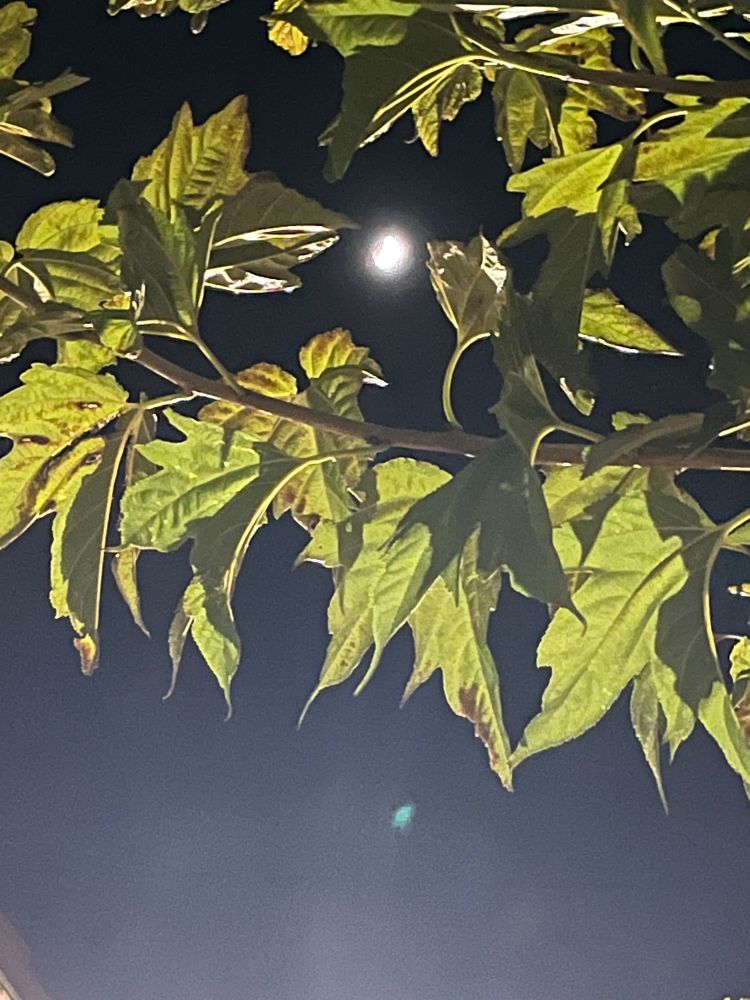 La lune à travers des feuilles d’un mûrier platane.