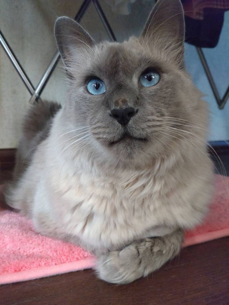 毛長シャムのガルム