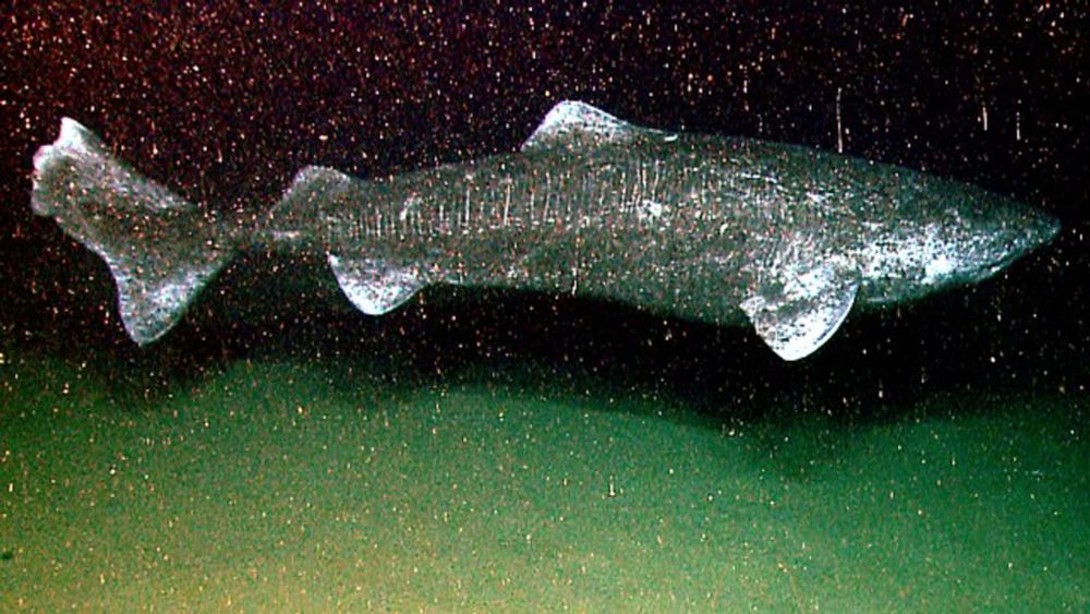 Greenland shark - Wikipedia