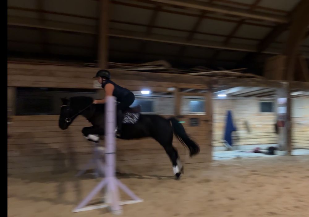 Milk a black pony in an indoor jumping over a purple 2’6 single fence, she has 4 white boots and a dark blue saddle pad. I am wearing all black with a orange long sleeve 