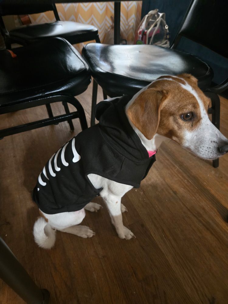 Photo of a brown and white dog sitting under a table, wearing a skeleton Halloween costume
