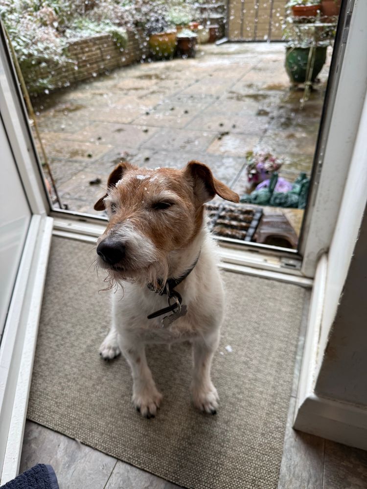 Old dog with snow on his head