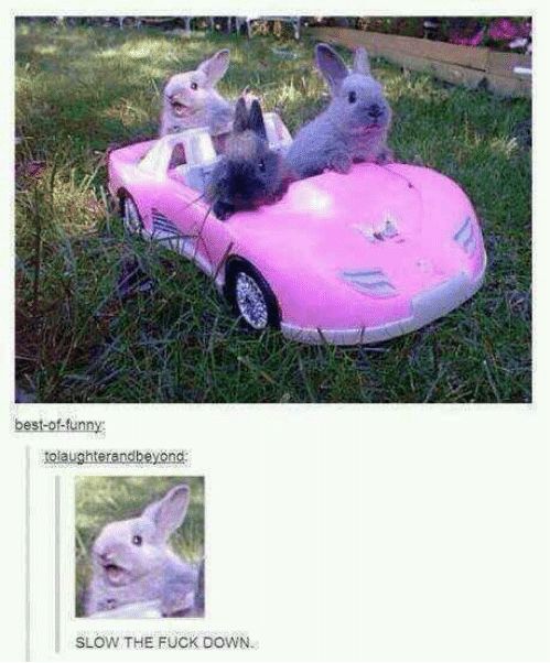 Three rabbits in a stationary pink car. The rear rabbit looks absolutely terrified by this development. There is a second picture zoomed into this rabbits face, captioned “SLOW THE FUCK DOWN”