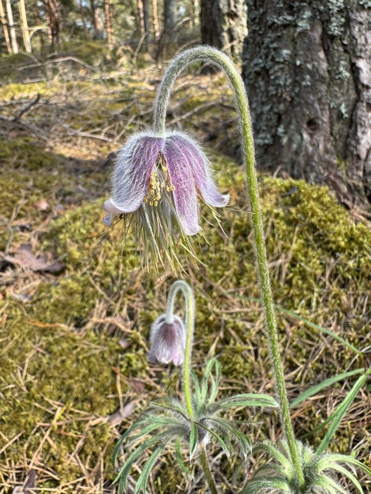 Pulsatilla pratensis