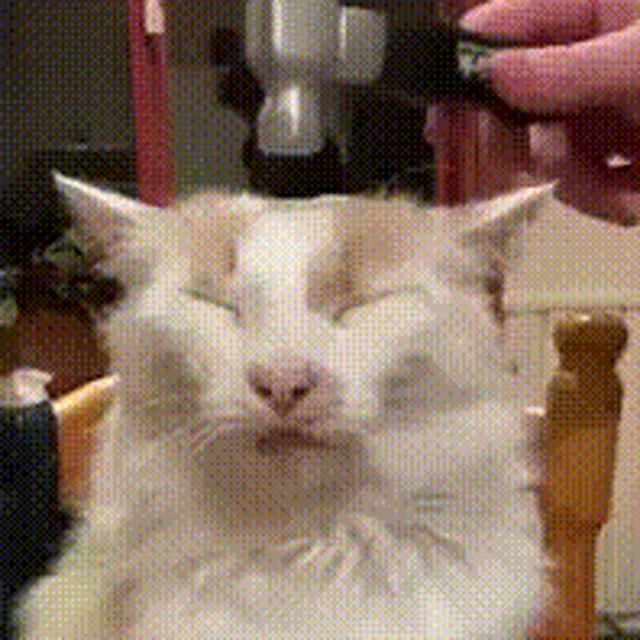 a close up of a cat 's face with a person holding a remote control