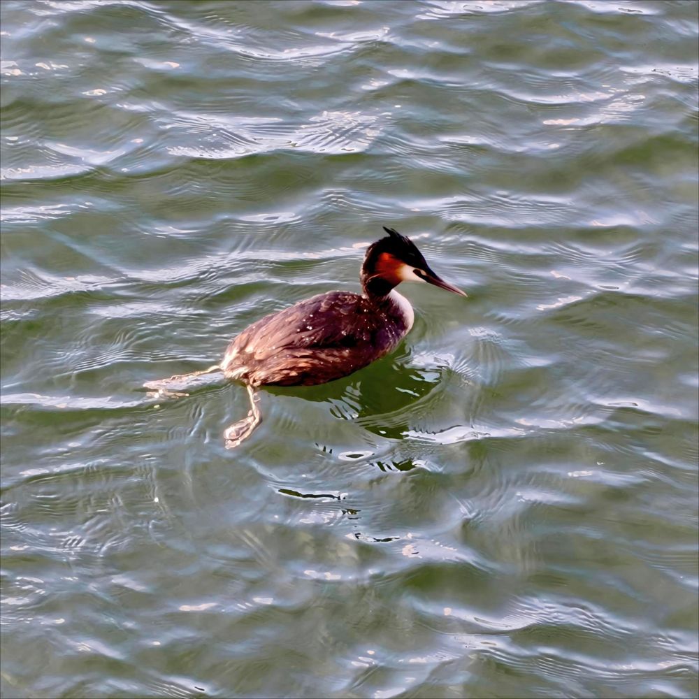 Great Crested Grebe with bright red cheeks and its feet tailing out behind, just bobbing away in a canal. 