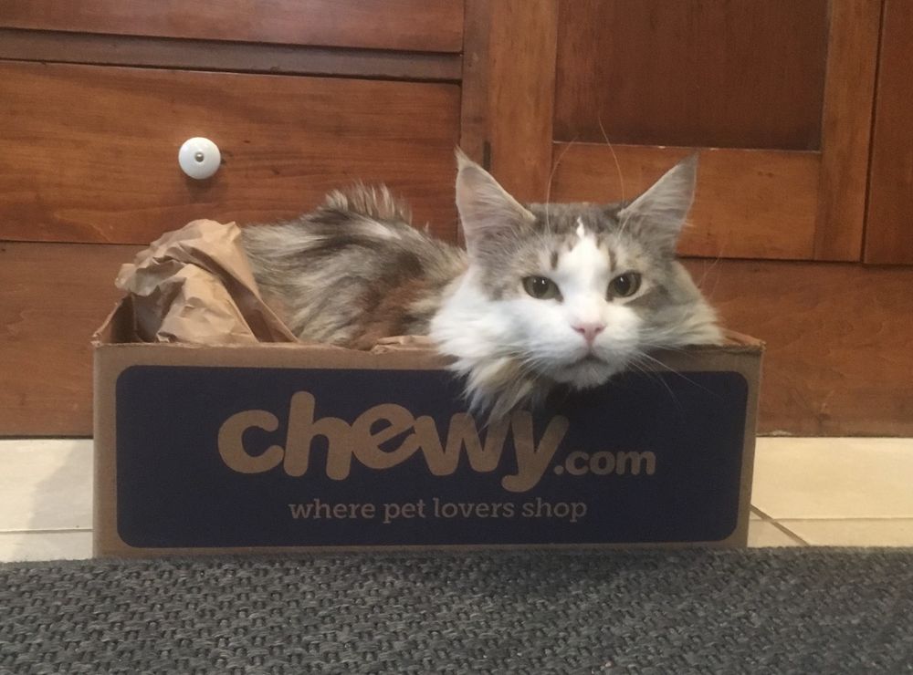 Modi is an extra large silver tabby and white Maine Coon cat. He has big eyes and enormous ears. He is lying in a Chewy.com cardboard box full of special crunchy paper, and he is resting his head on the edge of the box and looking very content.