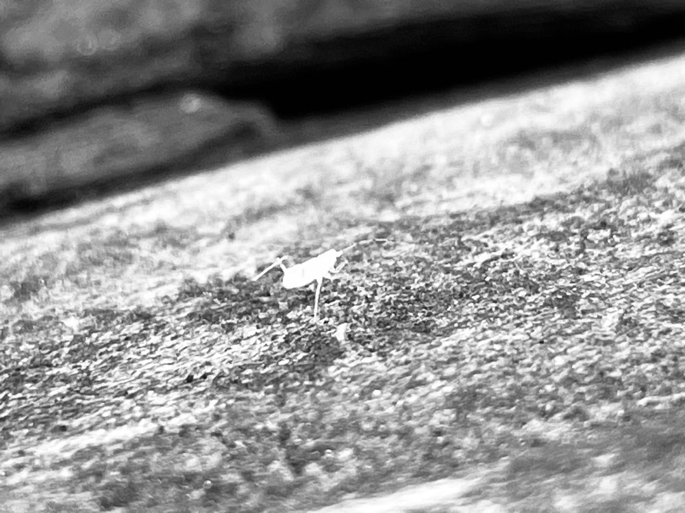 A very tiny, very pale green bug. Tippy tapping across a weathered log