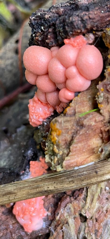 A fungus that looks like a cluster of pink bubbles, growing on the rough end of a fallen log. Below to the left & above to the right are areas of pink that have very small bubbles forming in them, and a gloss of translucent white slime. I do not know the name of this fungus