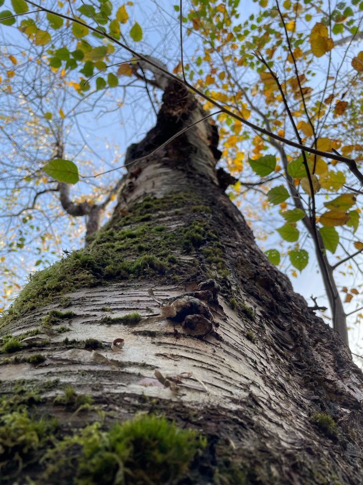 A close up view of a mossy white tree trunk leading up to the blue sky & some green & gold leaves on the branches above