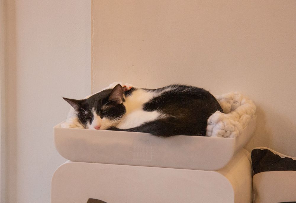 A photo of a black and white cat curled up in a cozy little cat bed, sleeping peacefully 