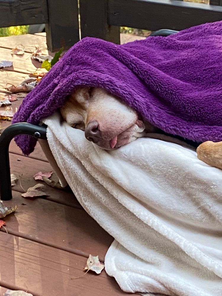 Senior pitbull mix dog under a purple blanket with her tongue poking out 
