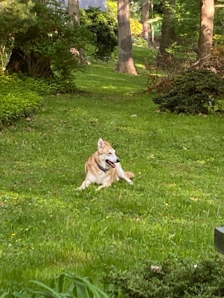 A photo of a 13 year old tan German Shepard mix laying on a green lawn
