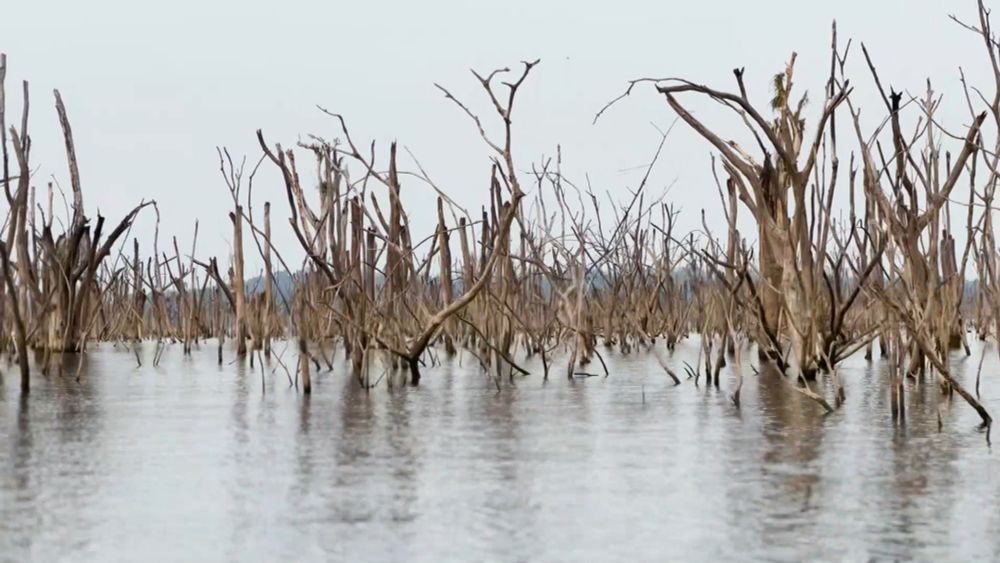 VIDA EM COLAPSO: Como Belo Monte desestruturou um ecossistema e as vidas de indígenas, ribeirinhos e pescadores