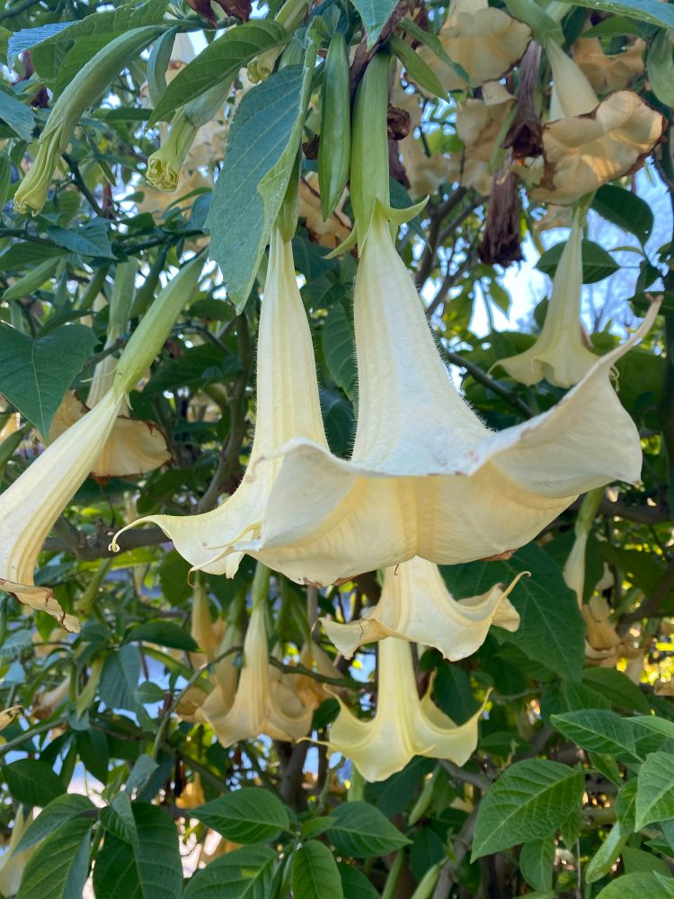 A close up on a pair of pale yellow trumpet plant flowers. They look like fairy hats alright. 