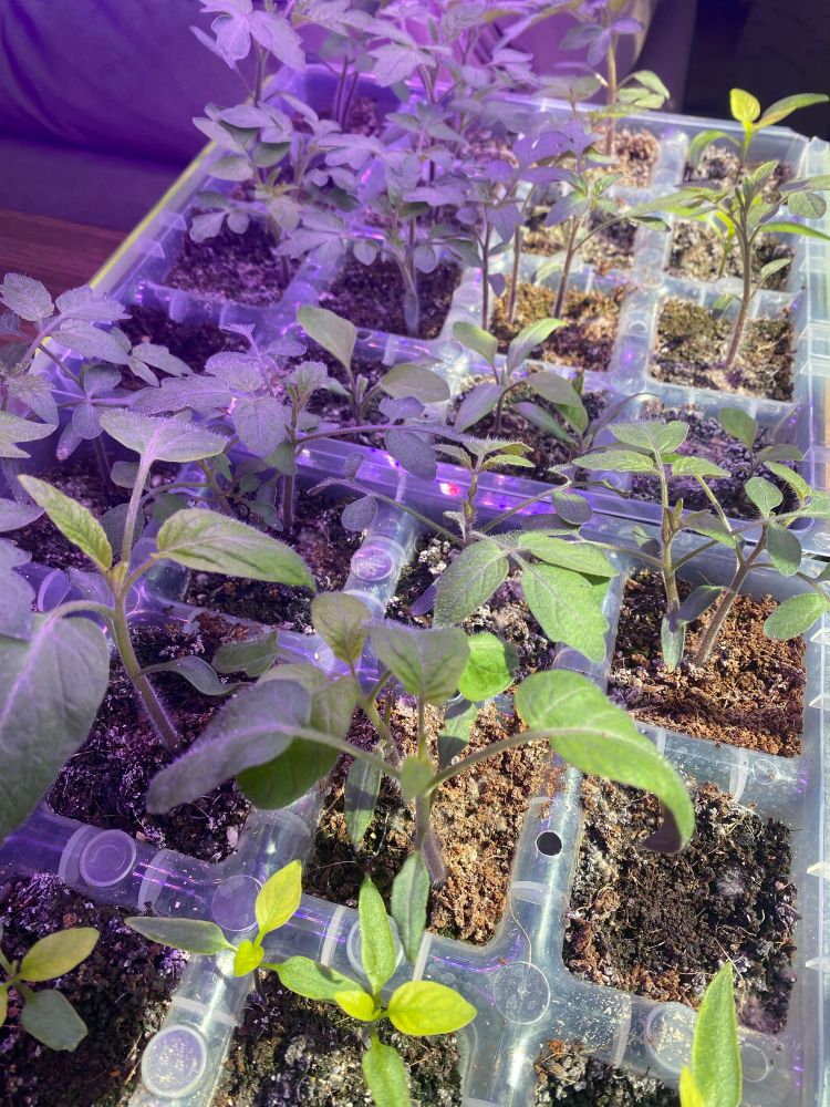 Two trays of tomato and pepper seedlings. You’re doing amazing sweeties