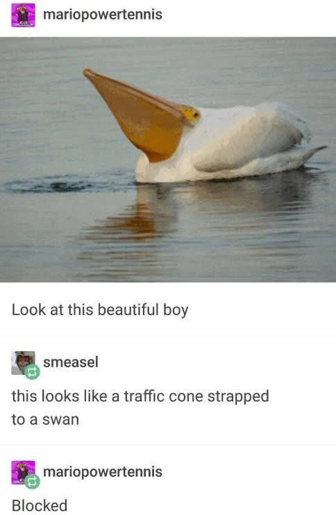 A photo of a large white bird, likely a pelican, sitting on the water.

Text below the image says:
User ‘mariopowertennis’: Look at this beautiful boy

User ‘smeasel’: this looks like a traffic cone strapped to a swan

User ‘mariopowertennis’: Blocked