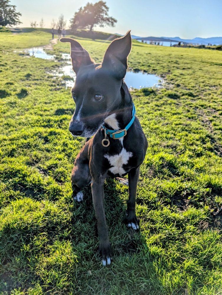 Dog with big ears on grass