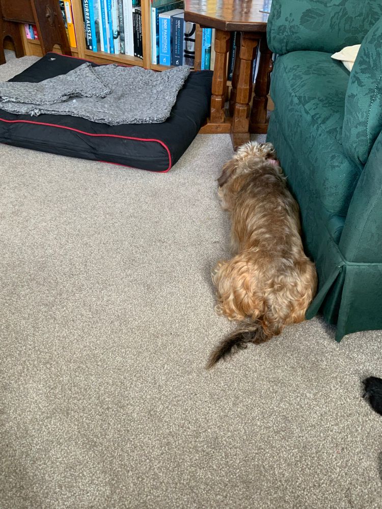 Dog sulking by empty chair