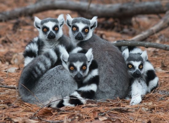 A family of lemurs