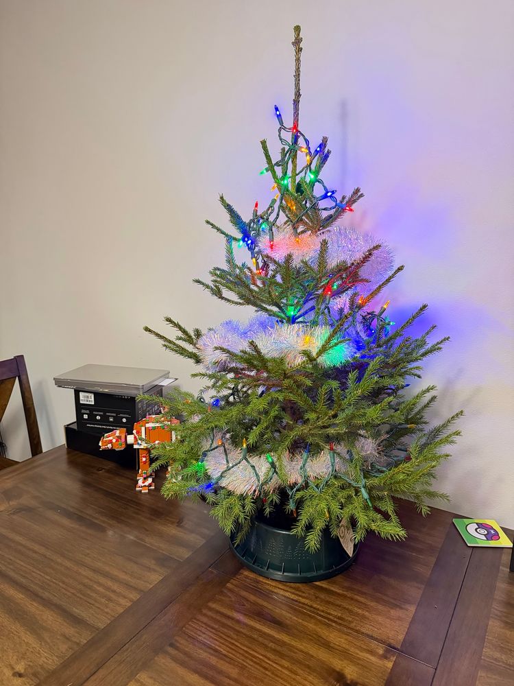 3 ft live pine tree decorated with lights 