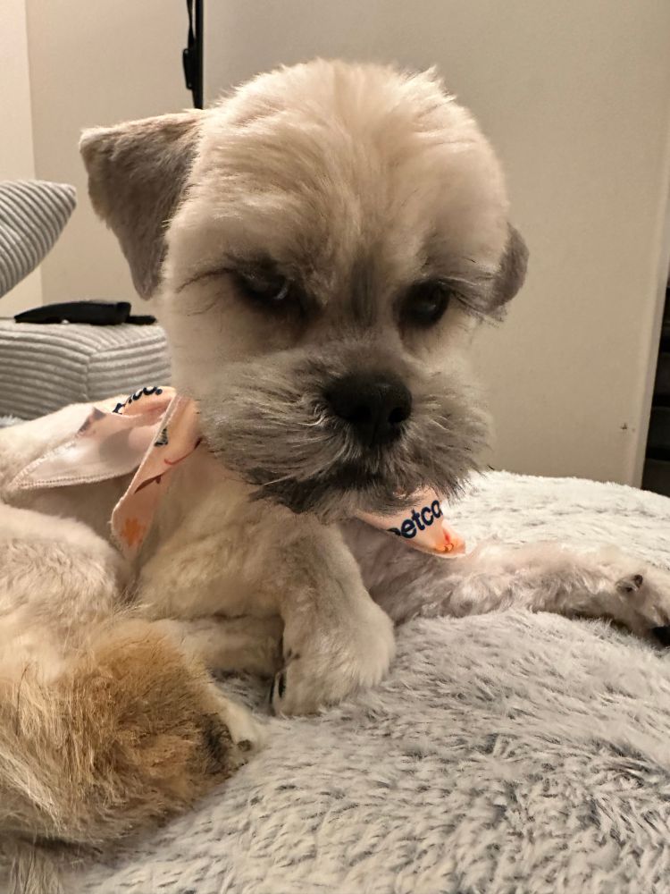 Dog with round head and shaved ears 