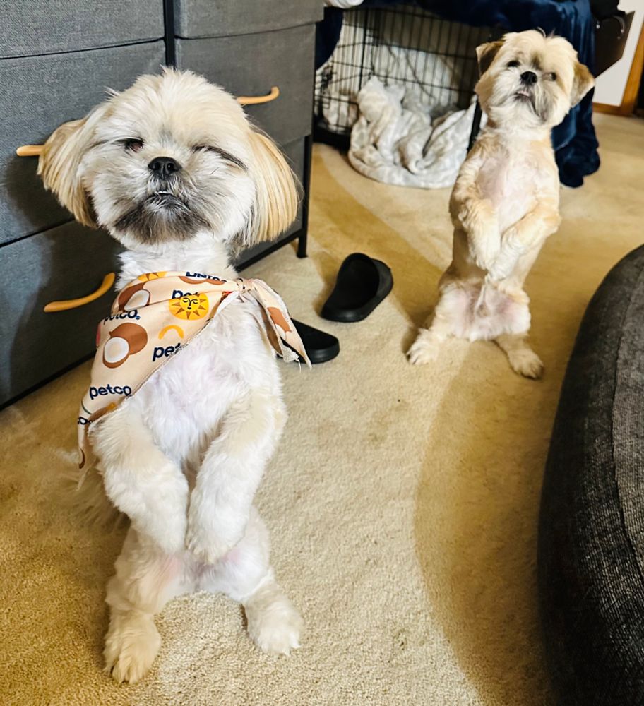Two Lhasa apso dogs “sitting pretty” (on their hind legs)