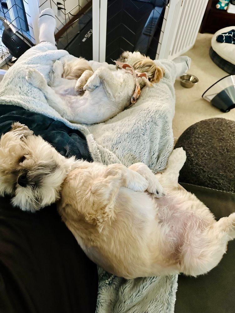 Two Lhasa apso dogs sitting belly up in total comfort