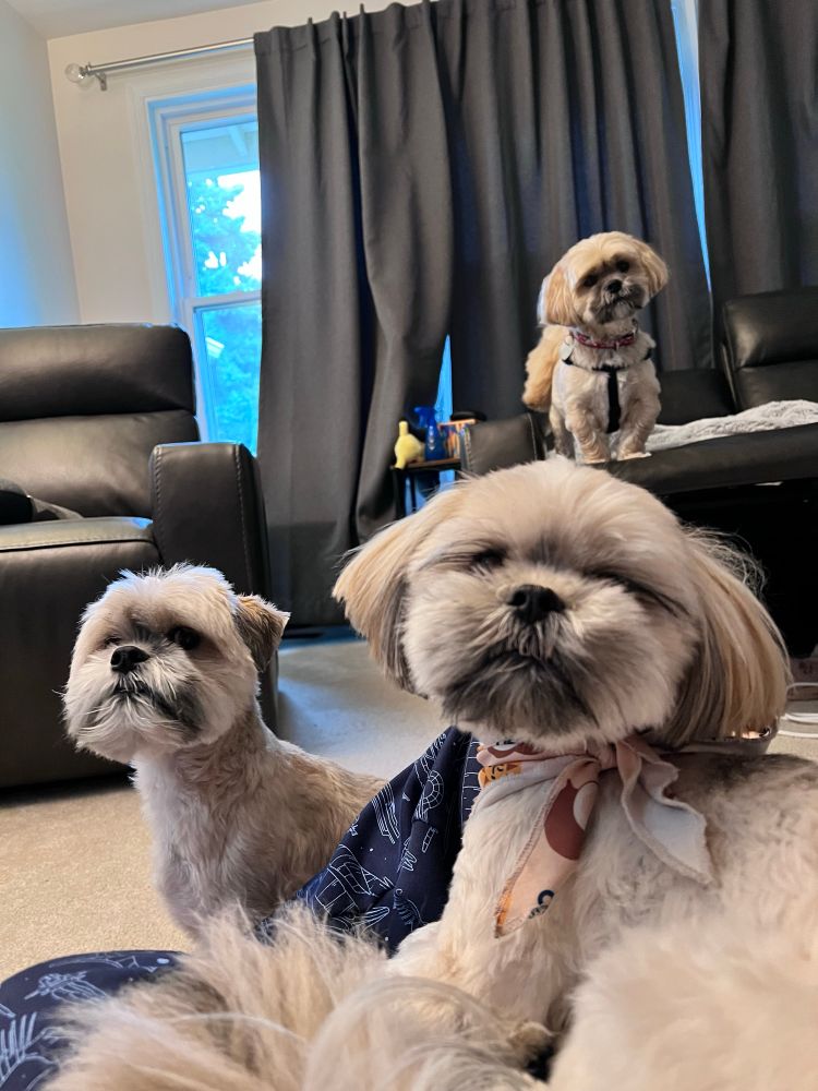 Three Lhasa apso dogs looking at the camera 