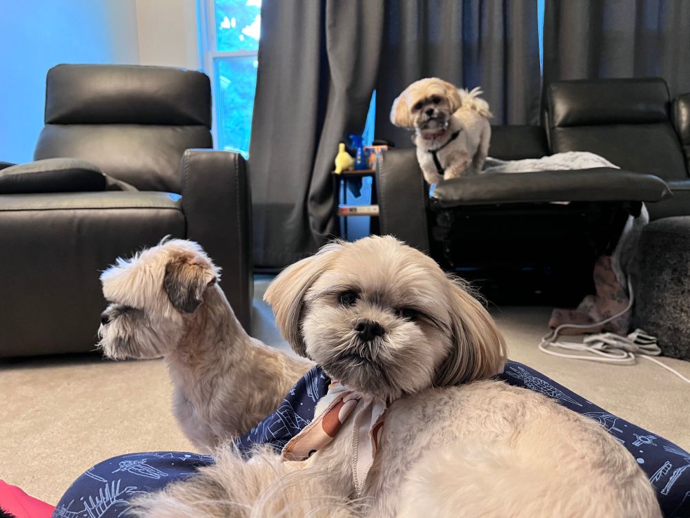 Three Lhasa apso dogs; two looking at the camera and one looking to the right because getting dogs to cooperate for photos is nigh impossible. 