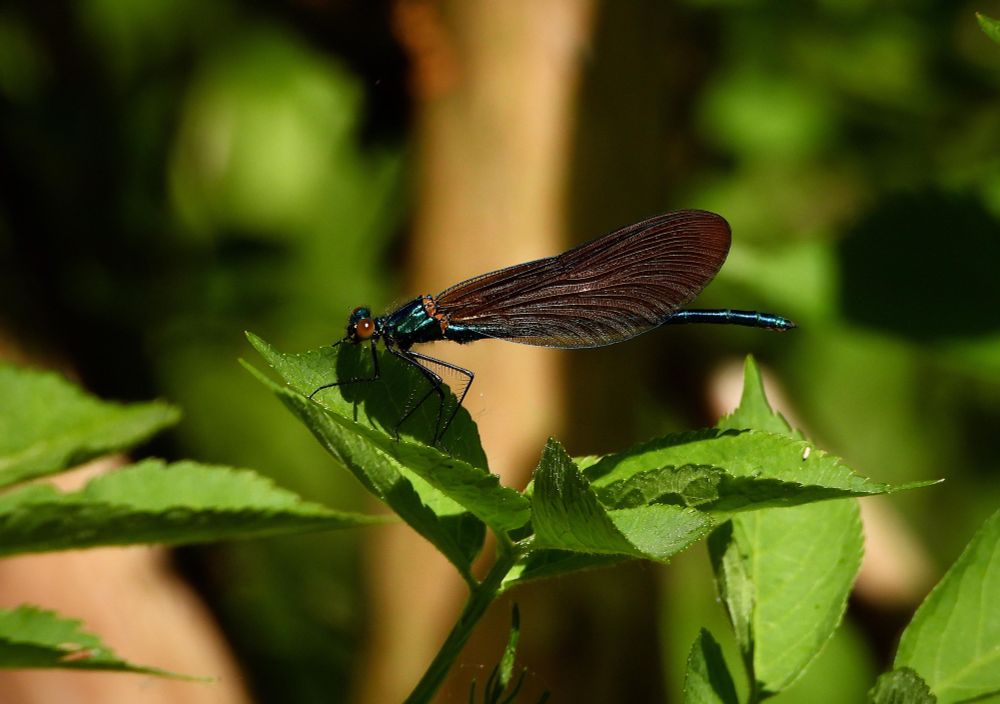 A Beautiful Demoiselle.