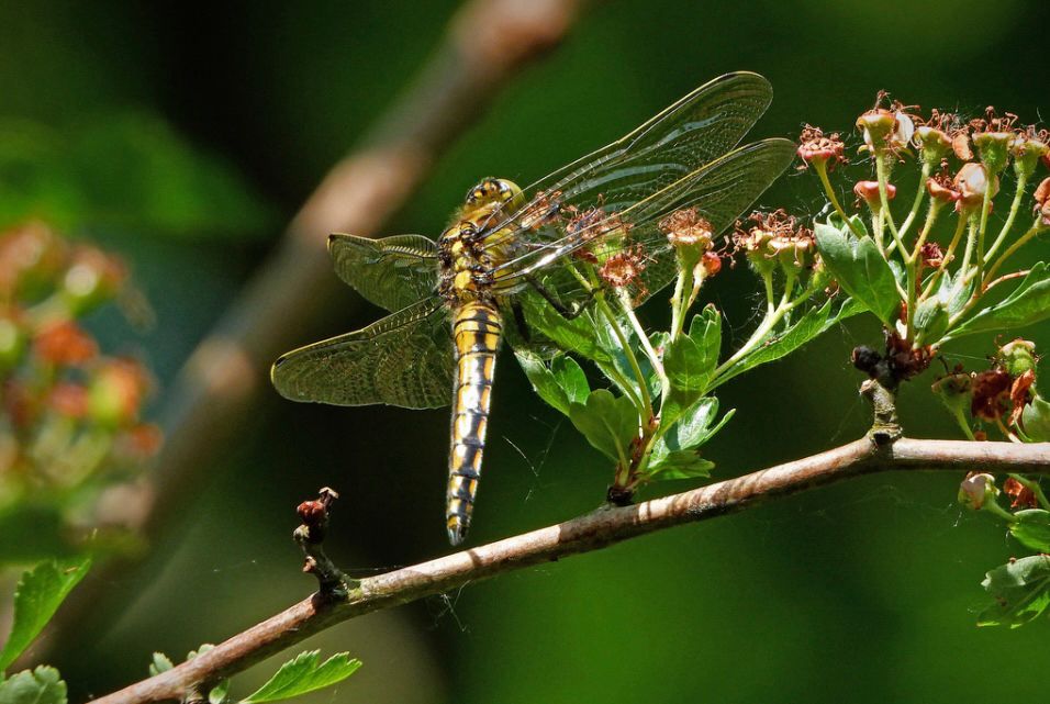 A Black-tailed Skimmer.