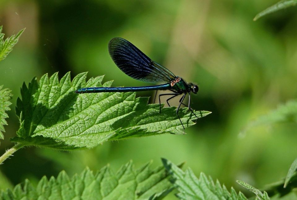 A Banded Demoiselle.