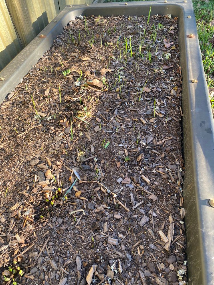 Flower bed with spring iris stalks poking thru