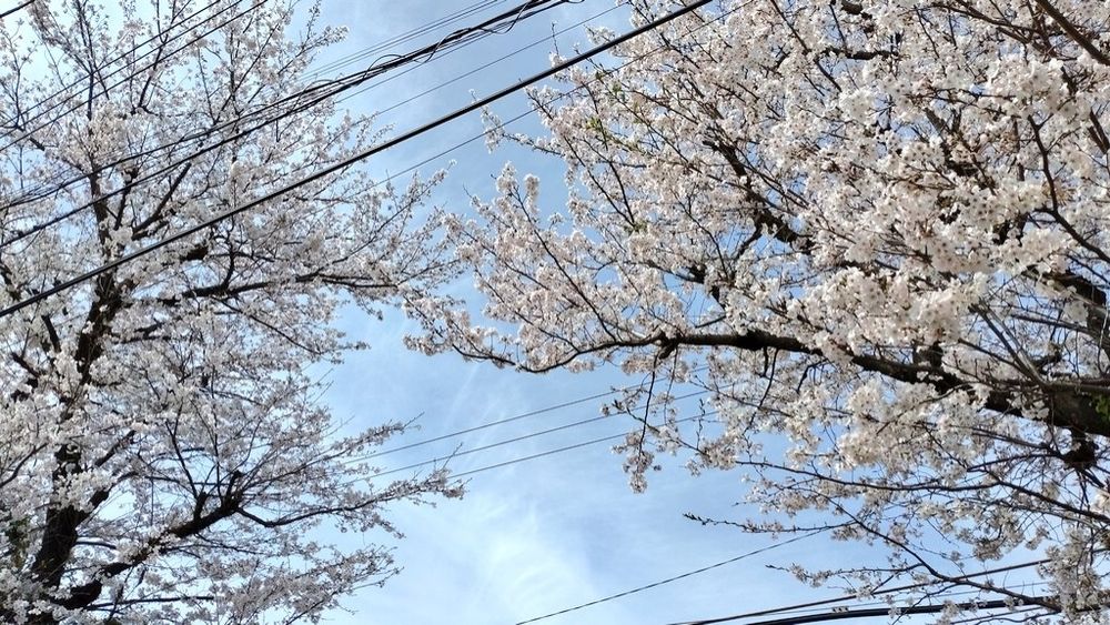 桜