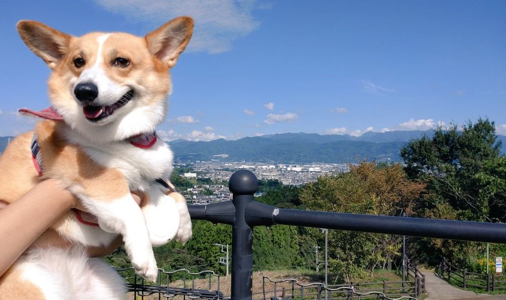高い高いコーギー