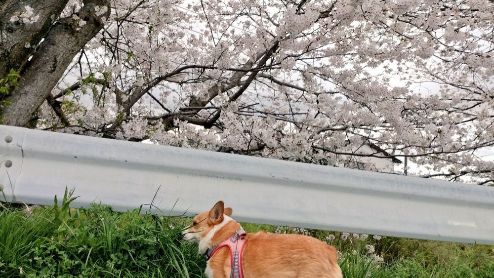 コーギーと桜