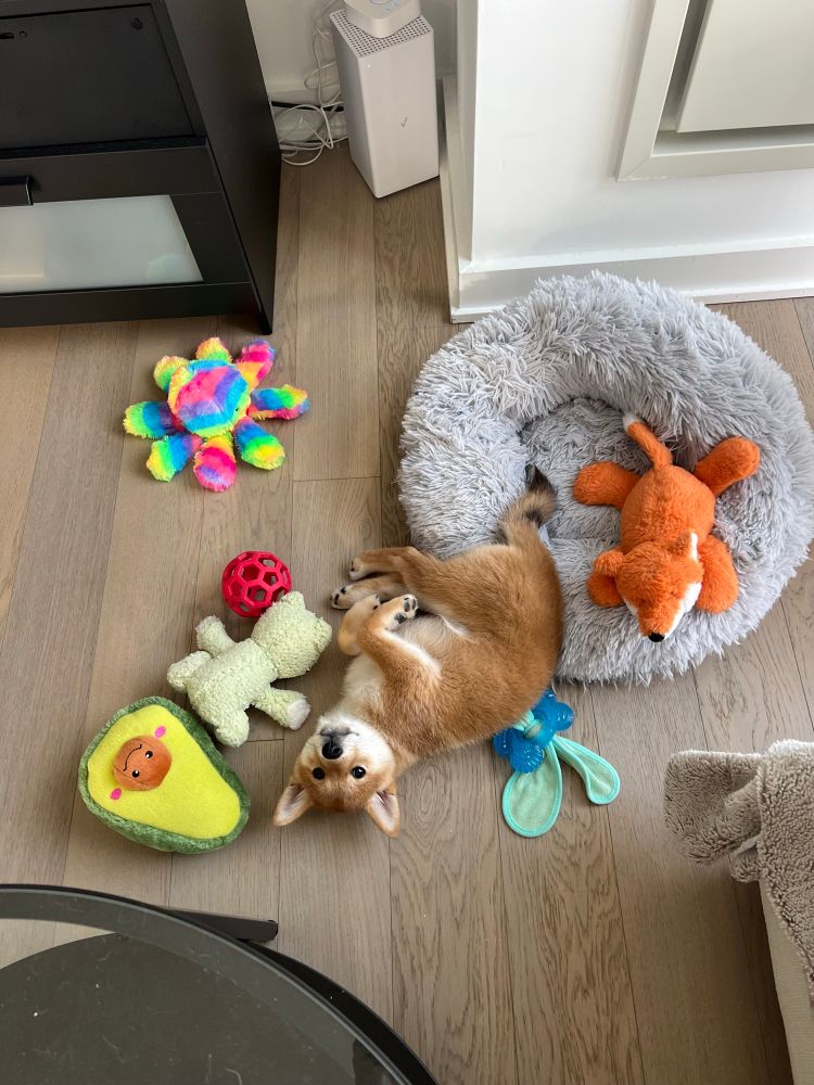 A Shiba Inu puppy lying on her back surrounded by her toys. 