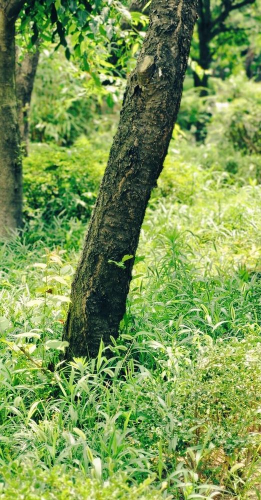 햇빛을 쨍하게 밭은 풀밭과 나무를 찍은 사진. 온통 푸릇푸릇하다.