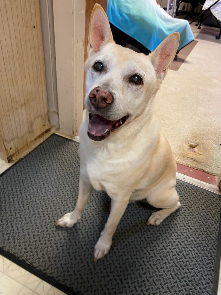 A yellow-brown dog with pointed ears sits on a gray floor mat inside a house, smiling at the camera