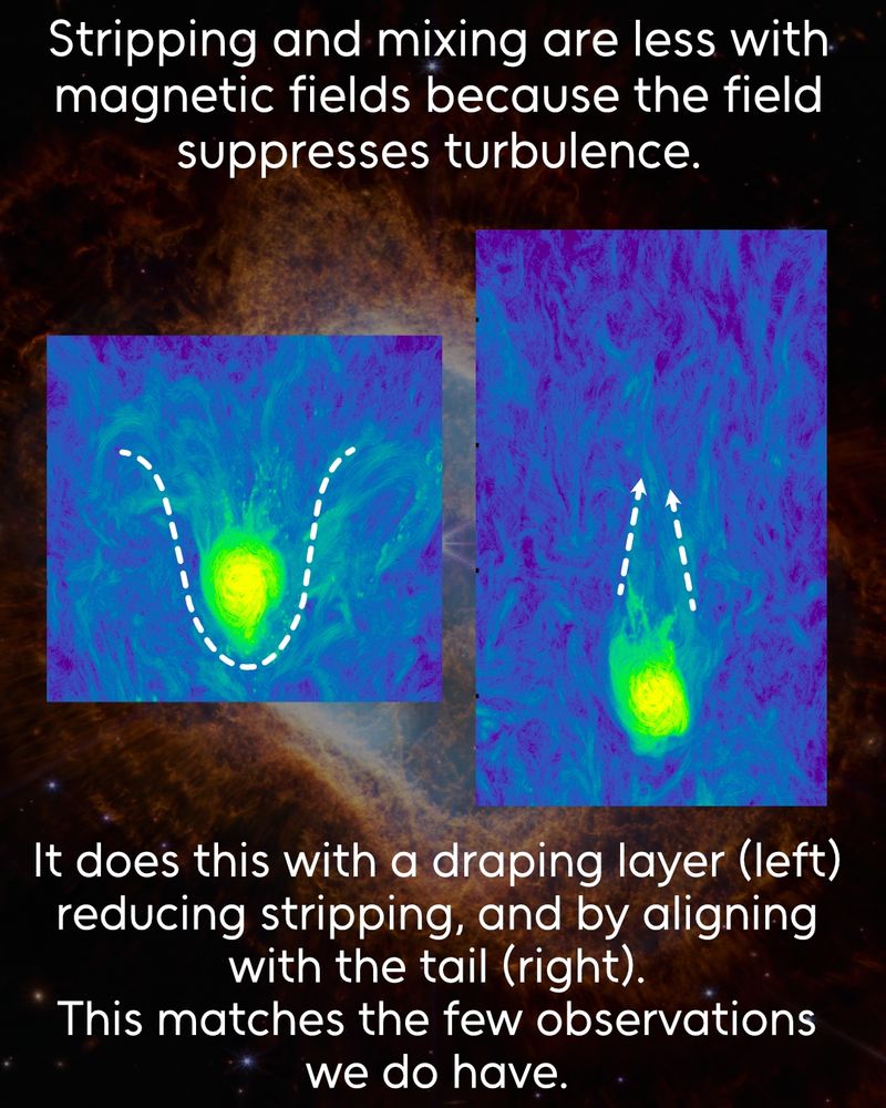 Two images of the magnetic field structure around simulated galaxies. Left shows a swept back structure to the field lines. This is highlighted with a dashed white line. Right shows an alignment of the field lines downwind of the satellite, again denoted with dashed lines. Text reads: "Stripping and mixing are less with magnetic fields because the field suppresses turbulence. It does this with a draping layer, reducing stripping, and by aligning with the tail. This matches the few observations we do have.