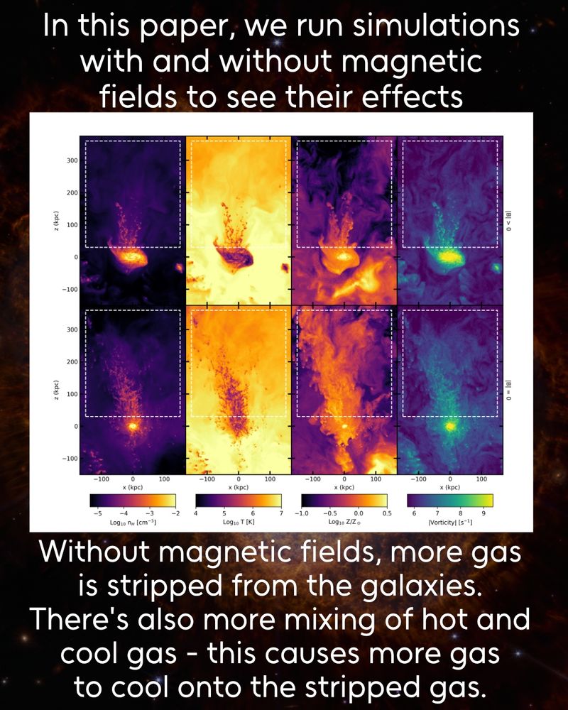 An 8 panel plot showing a galaxy with magnetic fields (above) and without (below) for various properties. Text: In this paper, we run simulations with and without magnetic fields to see their effects. Without magnetic fields, more gas is stripped from the galaxies. There's also more mixing of hot and cool gas - this causes more gas to cool onto the stripped gas."