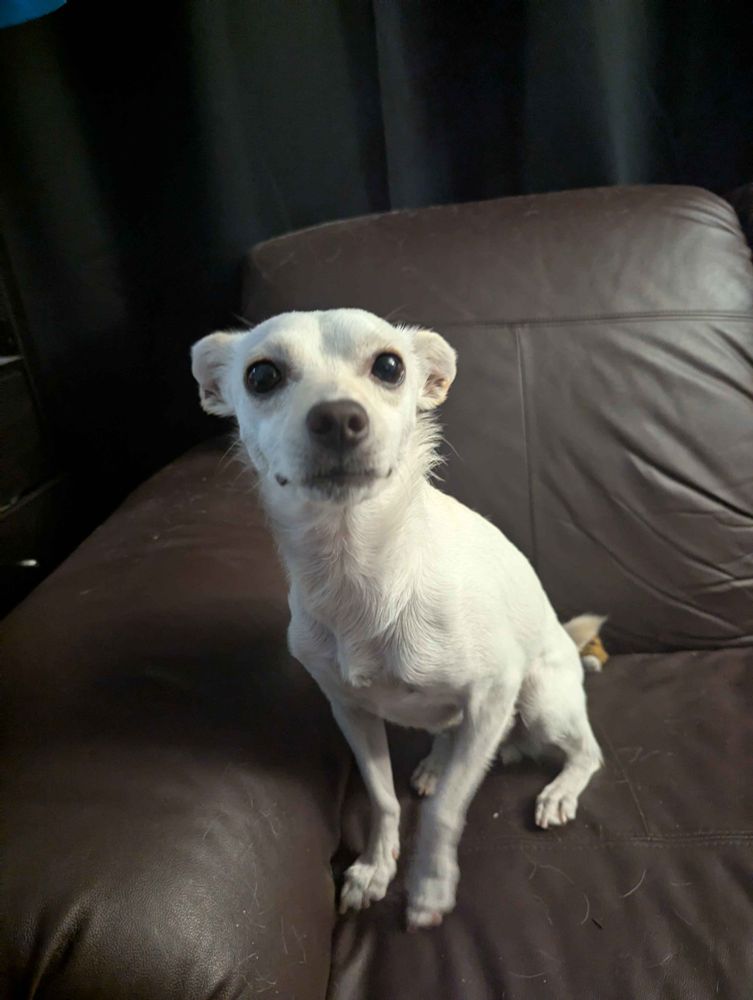 Feta a dog, sat smugly looking at you