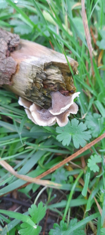 Some kind of bracket mushroom