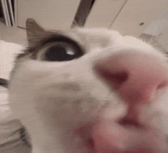 a close up of a white cat 's face with a pink nose .