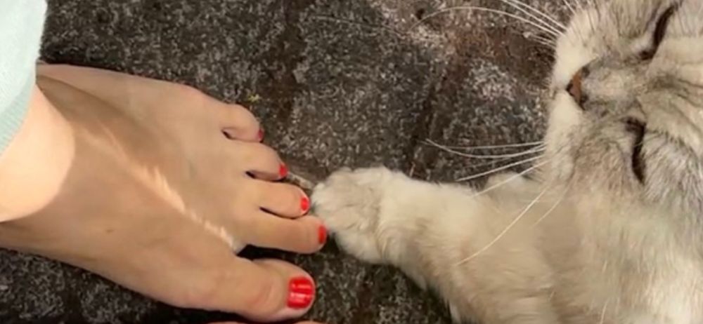 Käthefuß links Katzenfuß rechts