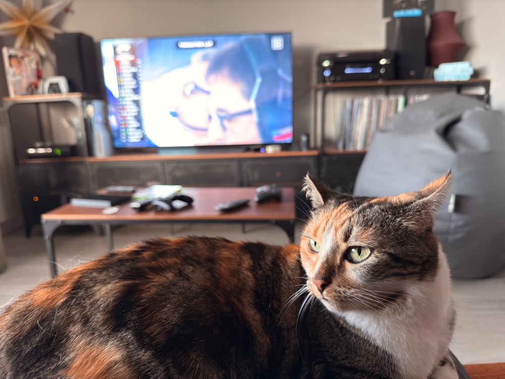 Una gata tri color tumbada en mis piernas con la televisión desenfocada con la F1 de fondo. 