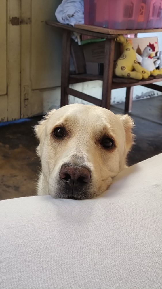 cachorro olhando pra câmera com cara de coitada