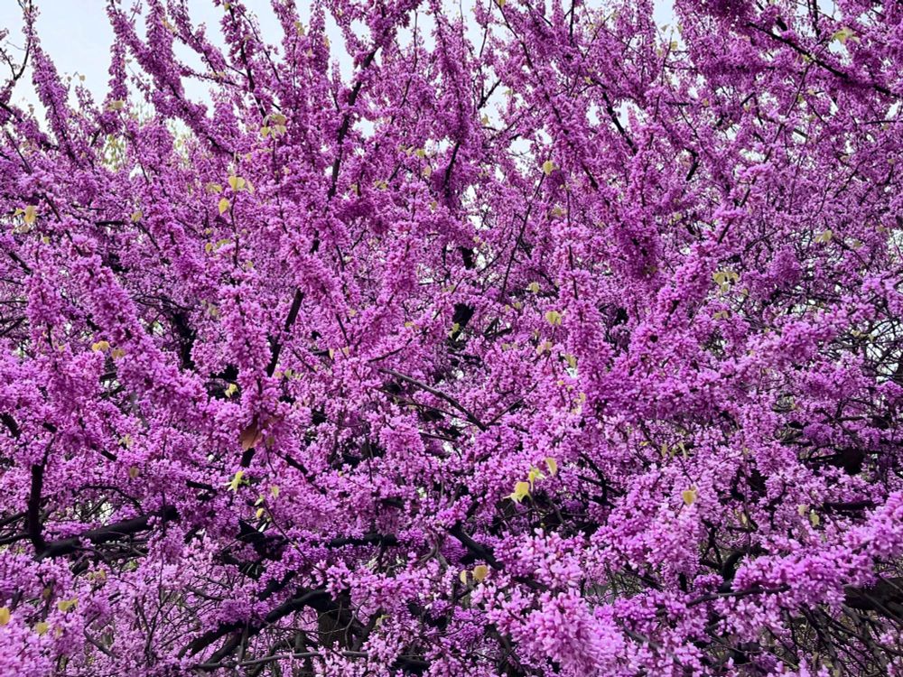 Pinky purple Redbud trees in full bloom filling the frame 