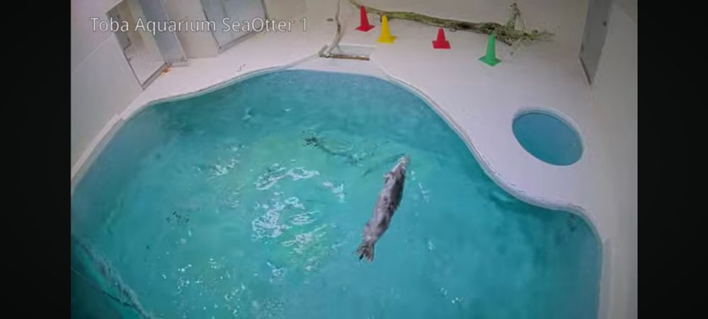 鳥羽水族館ラッコ水槽ライブカメラ